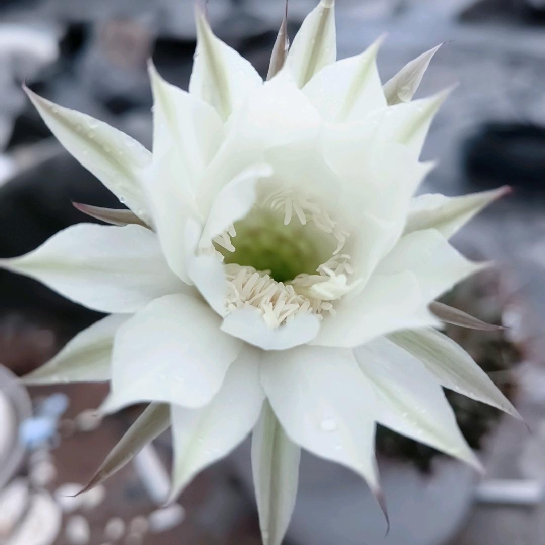 优昙婆罗花