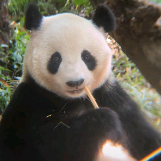 可心宝贝（小花花小号)🌺🌸🎉