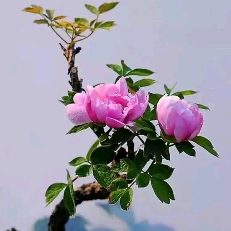 💞᪲知足🥀常乐💞ღ᭄