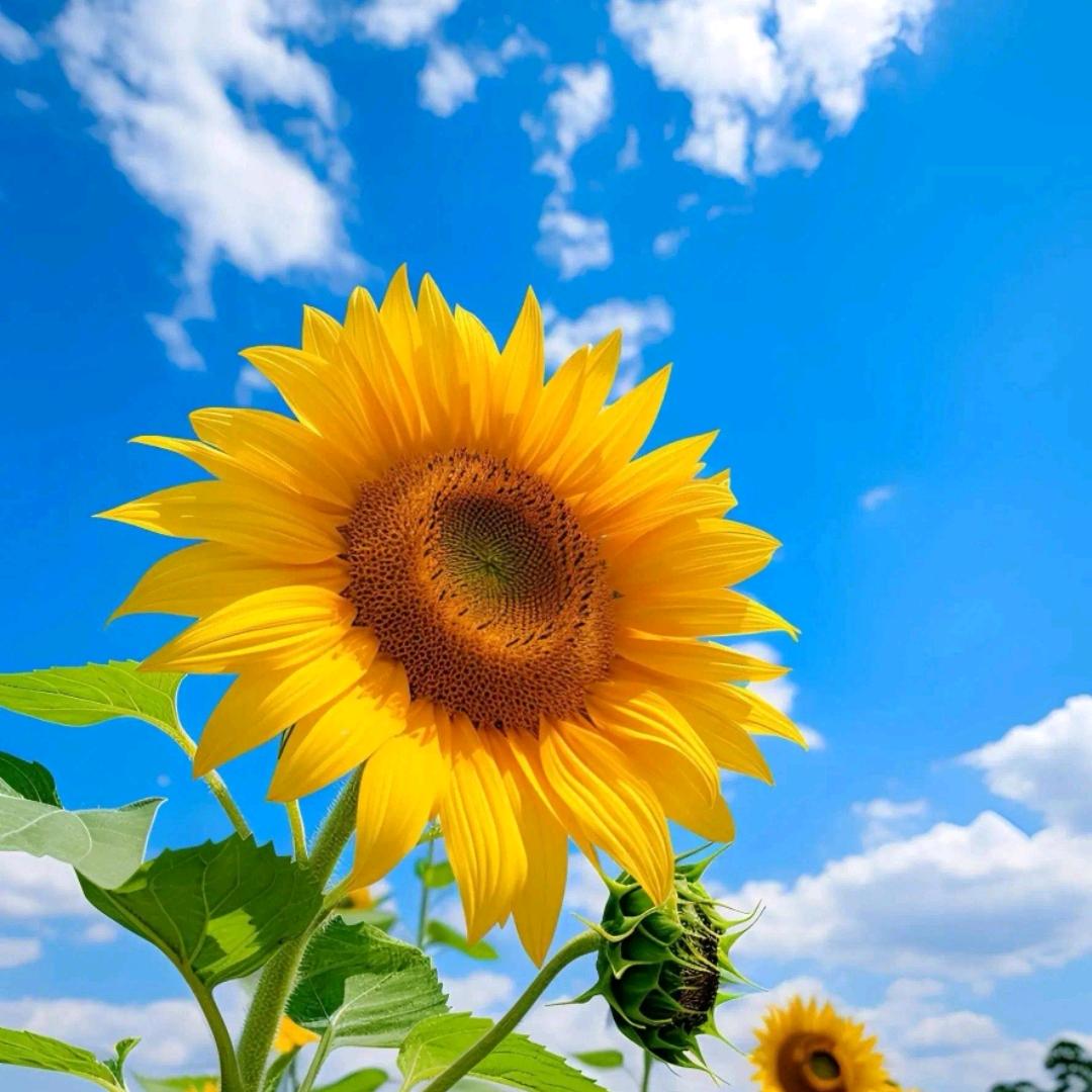 向日葵の夏天