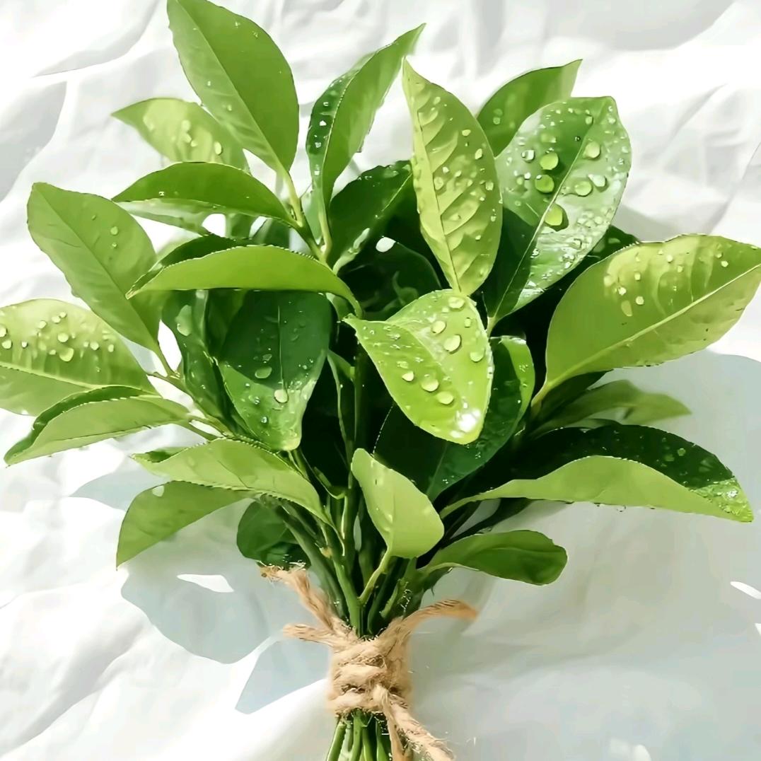 招财绾青丝