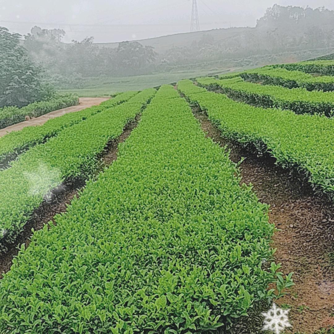 春暖花开又一年