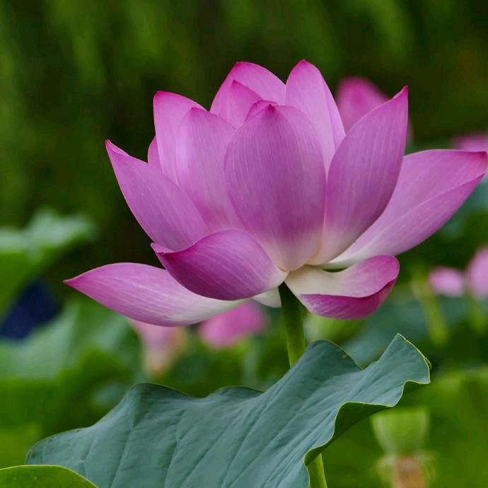 ღ᭄彦♡̶҉淸এ᭄