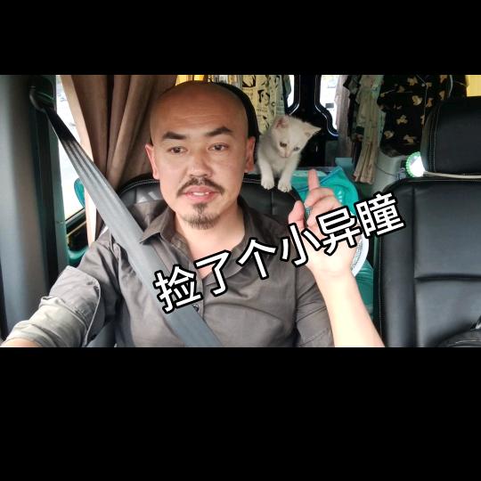 大叔爱玩猫