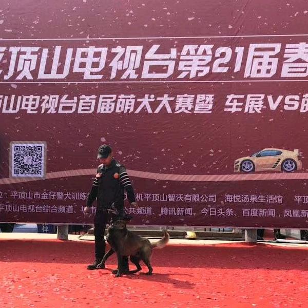 河南平顶山大金搜救犬训练基地