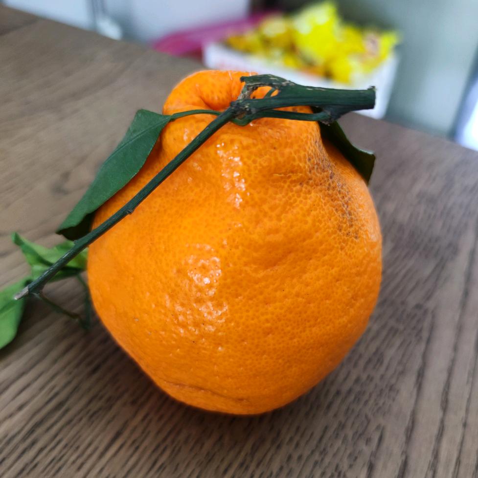 橘子🍊🍊🍊