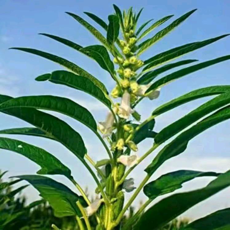 坐看云起生活拾趣