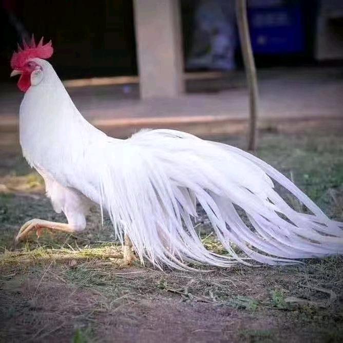 屈氏养火🐔养元宝🐔