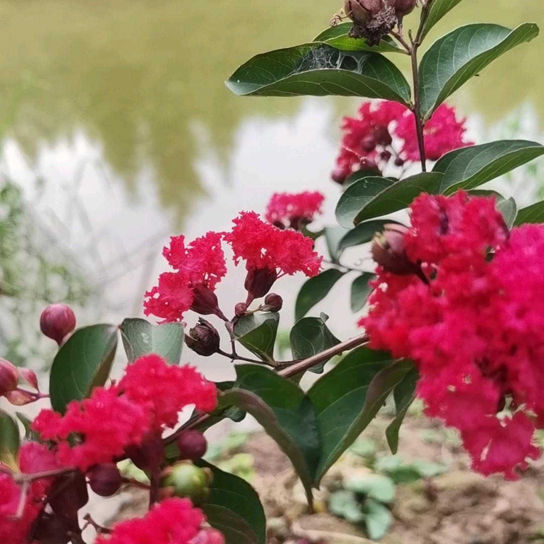 回不去的童年  双✨双