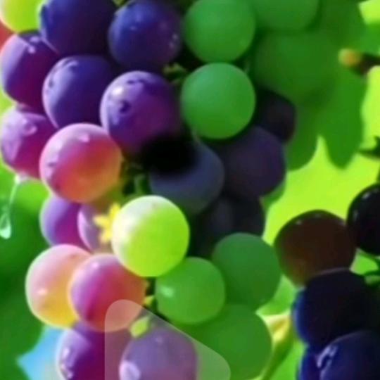 多少爱情可以重来