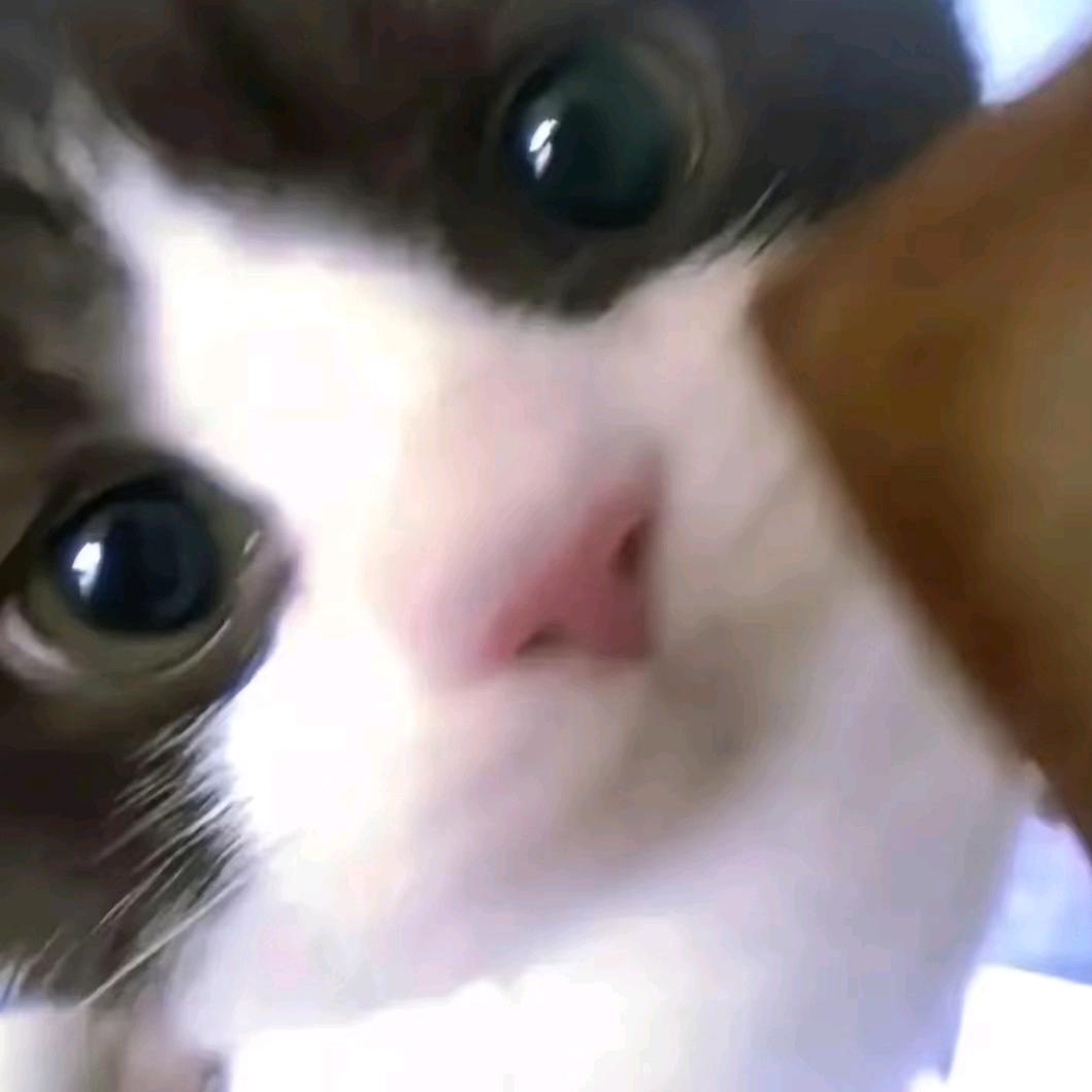 ⁺✞ʚ憂鬱なゴキブリɞ✟₊