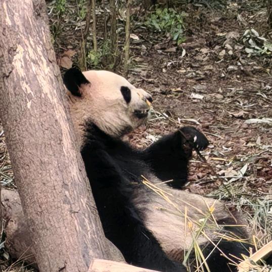 老潘爱美食