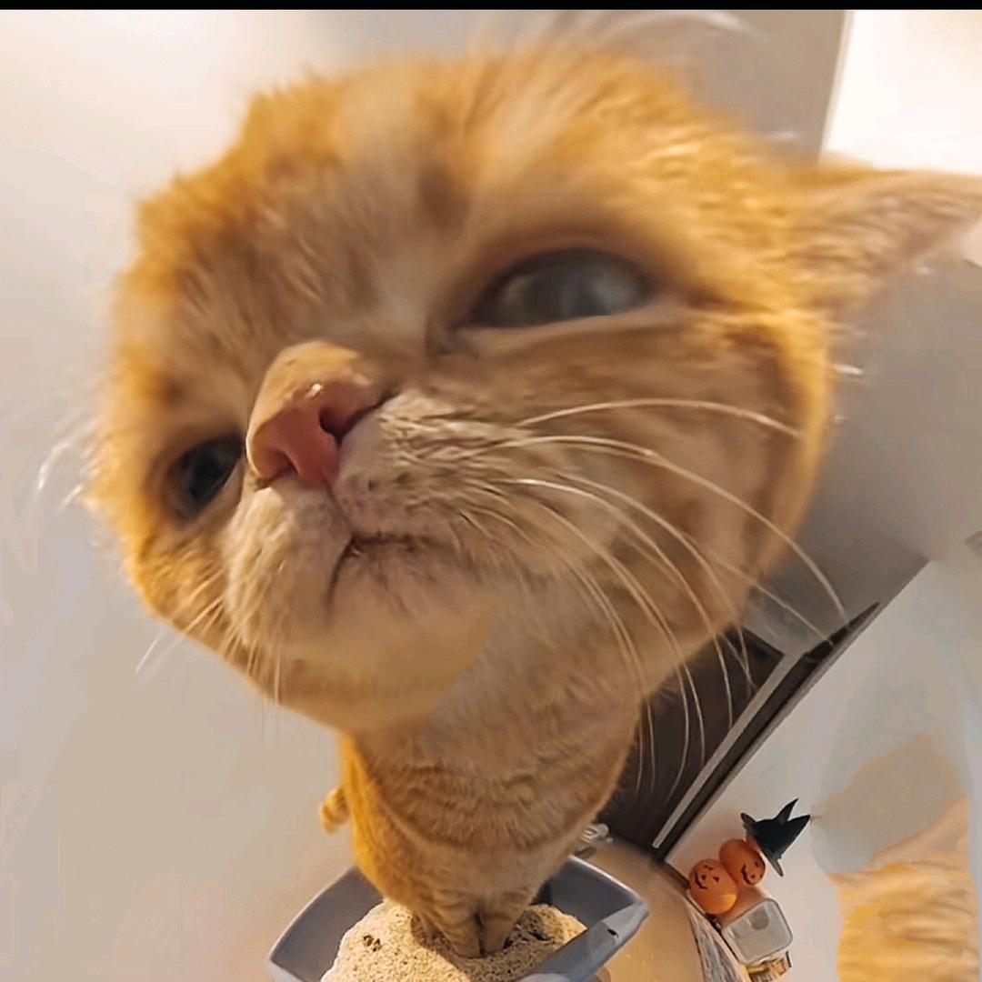 约约儿