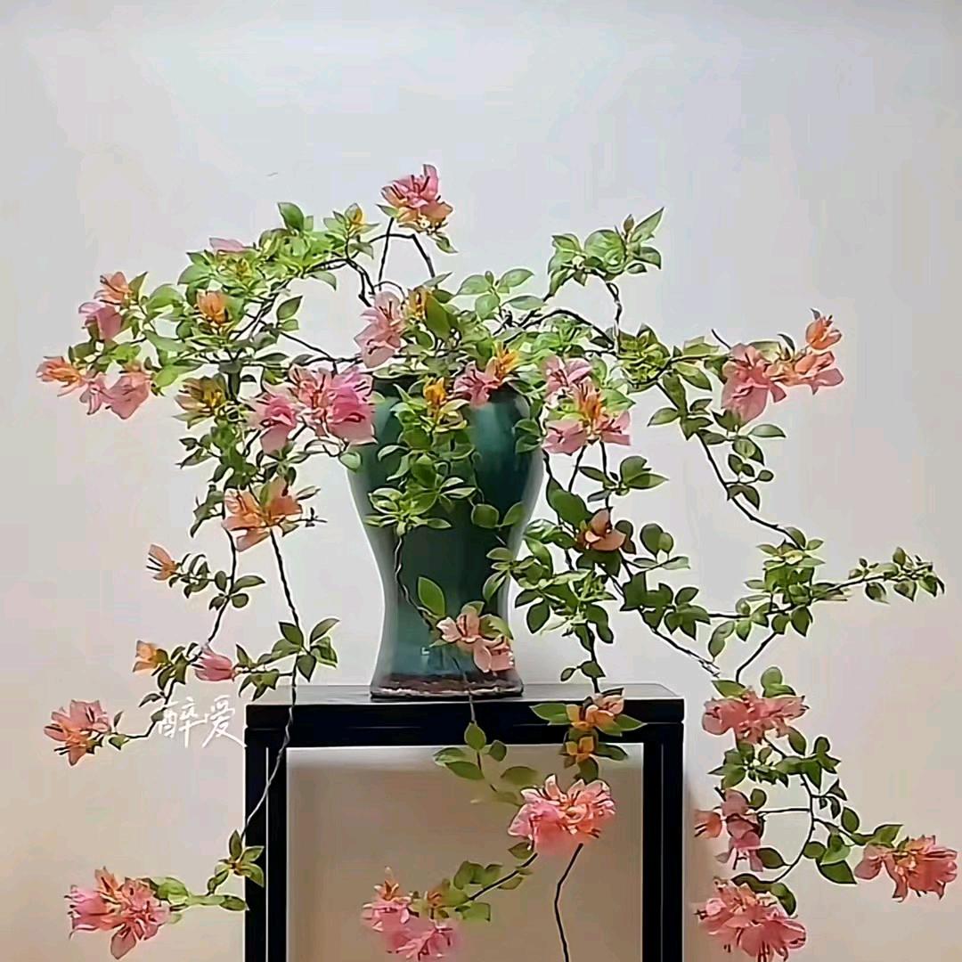 丛林法则