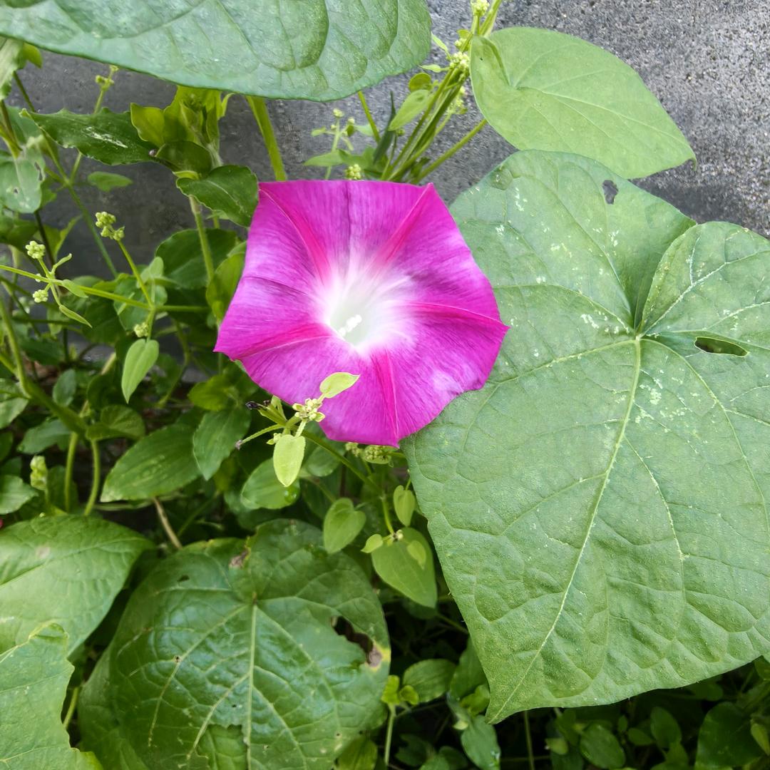 :🌿℘⃝心℘⃝语🐲 ℘⃝