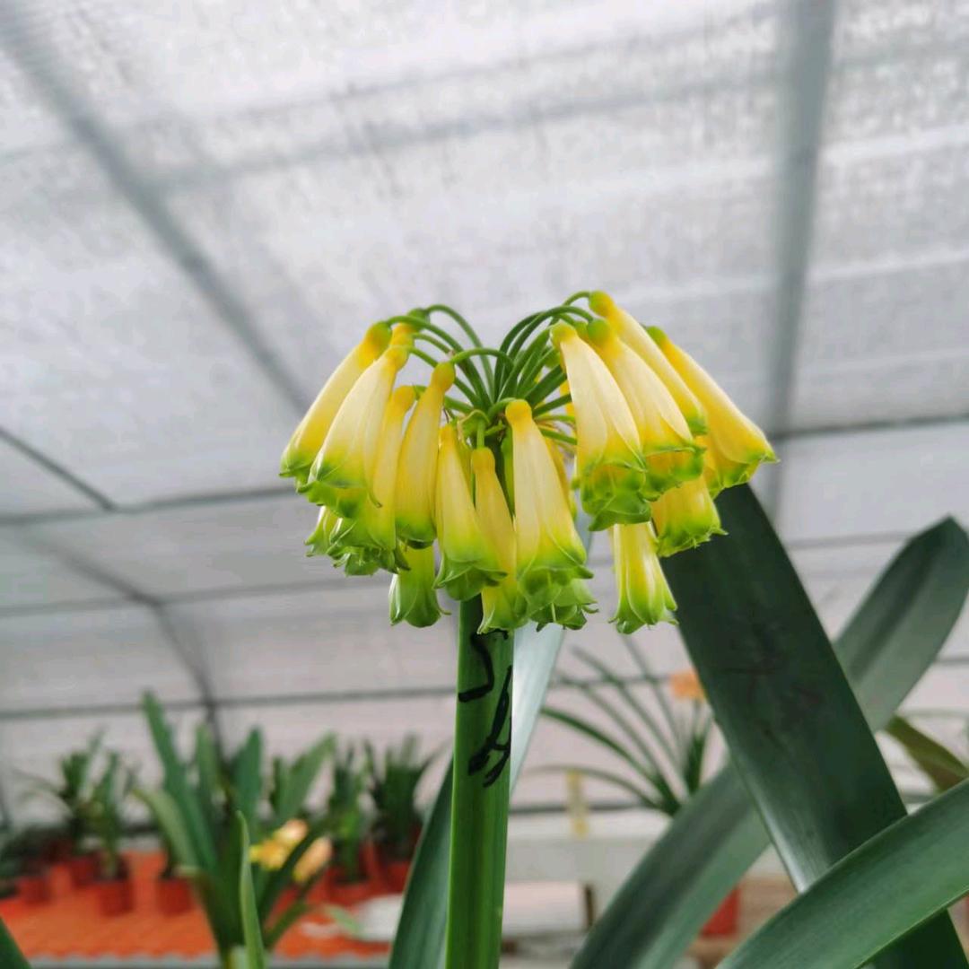 君子兰春天花艺