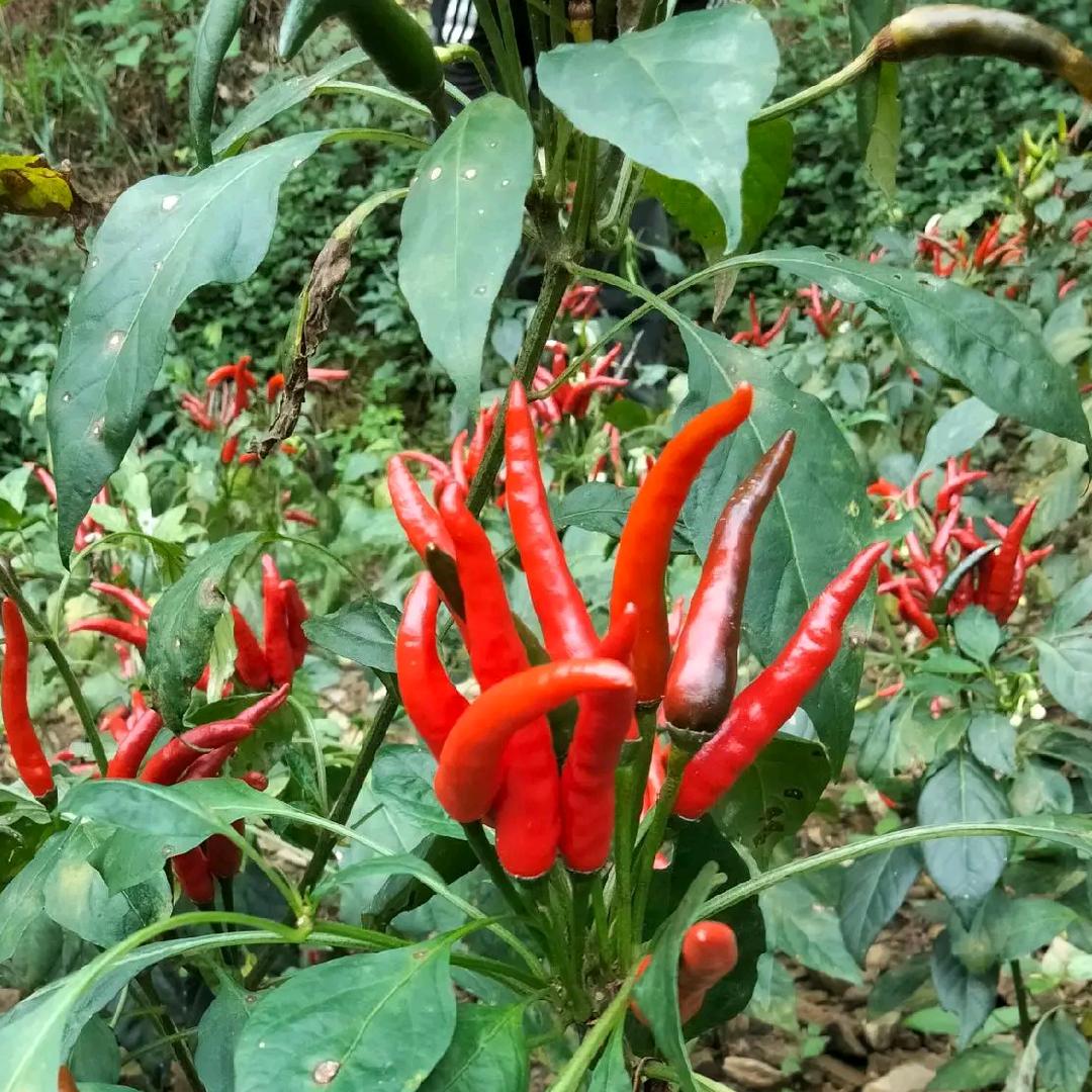 小露露