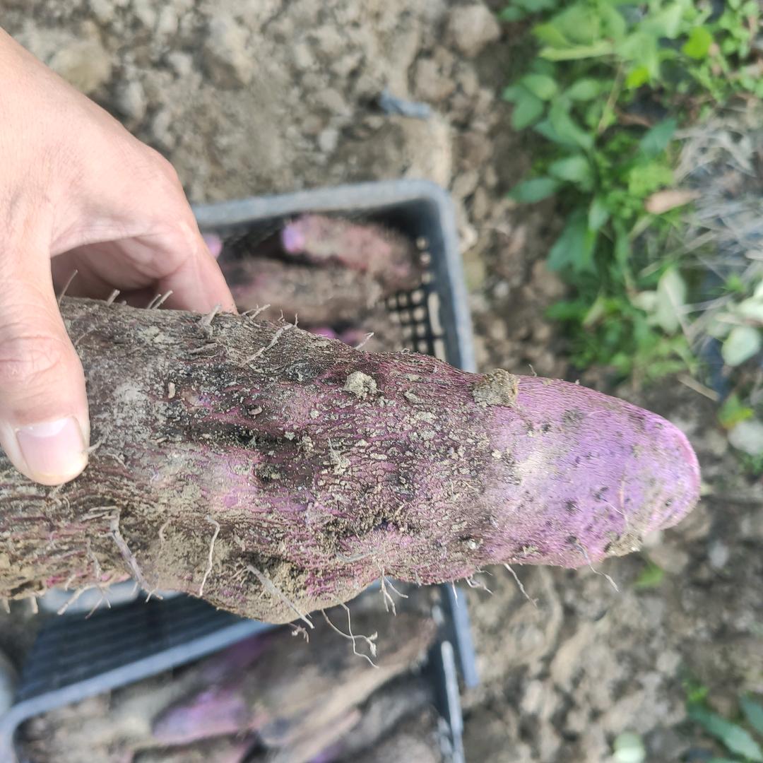 赣南紫山药基地