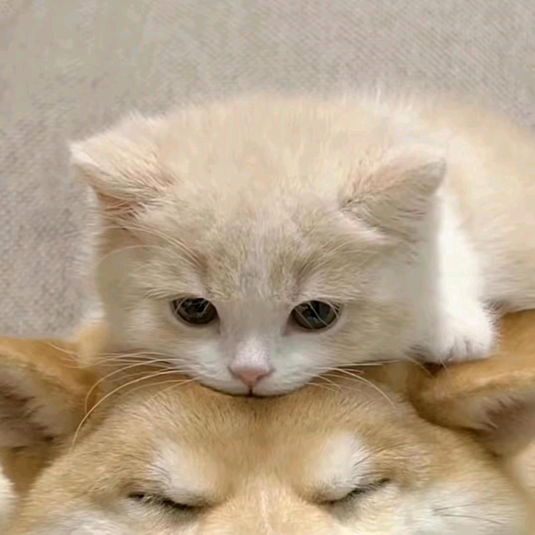 管少