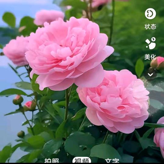我是单身妹