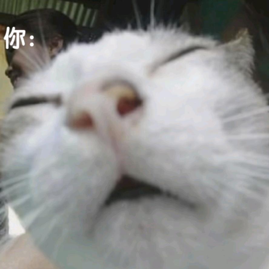 dy6xcdqlj5d4