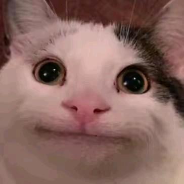 呆呆萌萌的小猫（反小鬼）