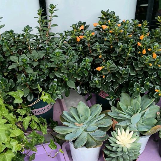 🌹🌹🌹🌺🌺🌺🌻🌻🌻