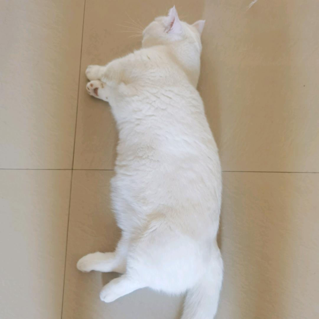 多疑的红狼