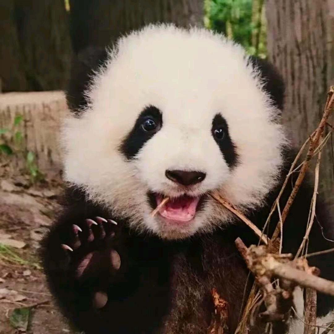 丽