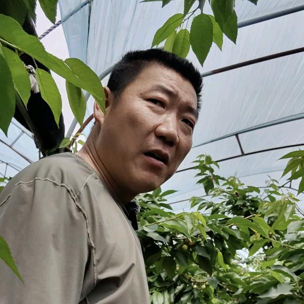 老宋大樱桃问题解答