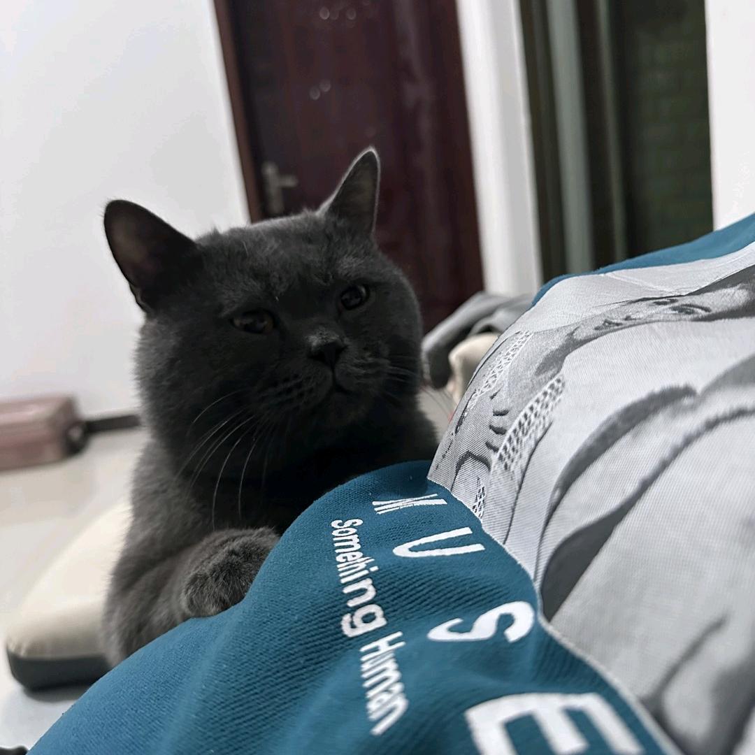 纤依家的盆鱼艳