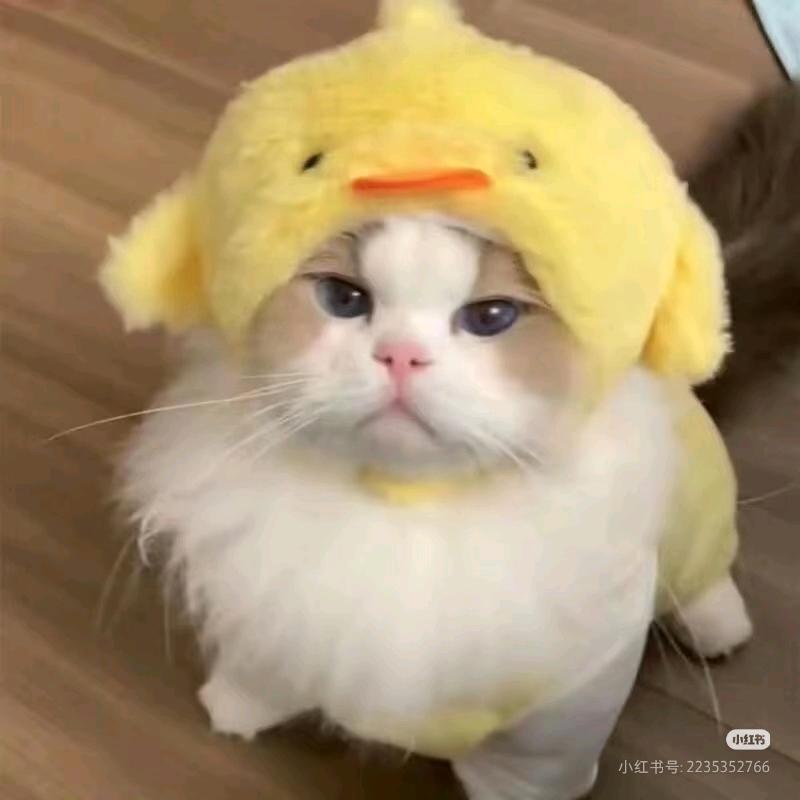 绿茶格格