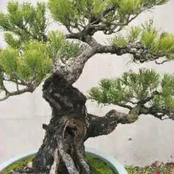 龙泉市梅地灵芝谷准野生石硅基地，石硅农