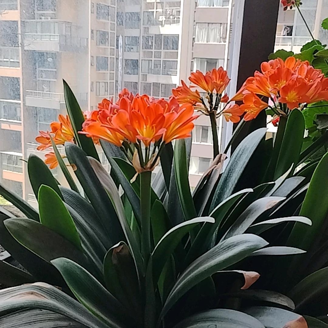 爱马罗兰