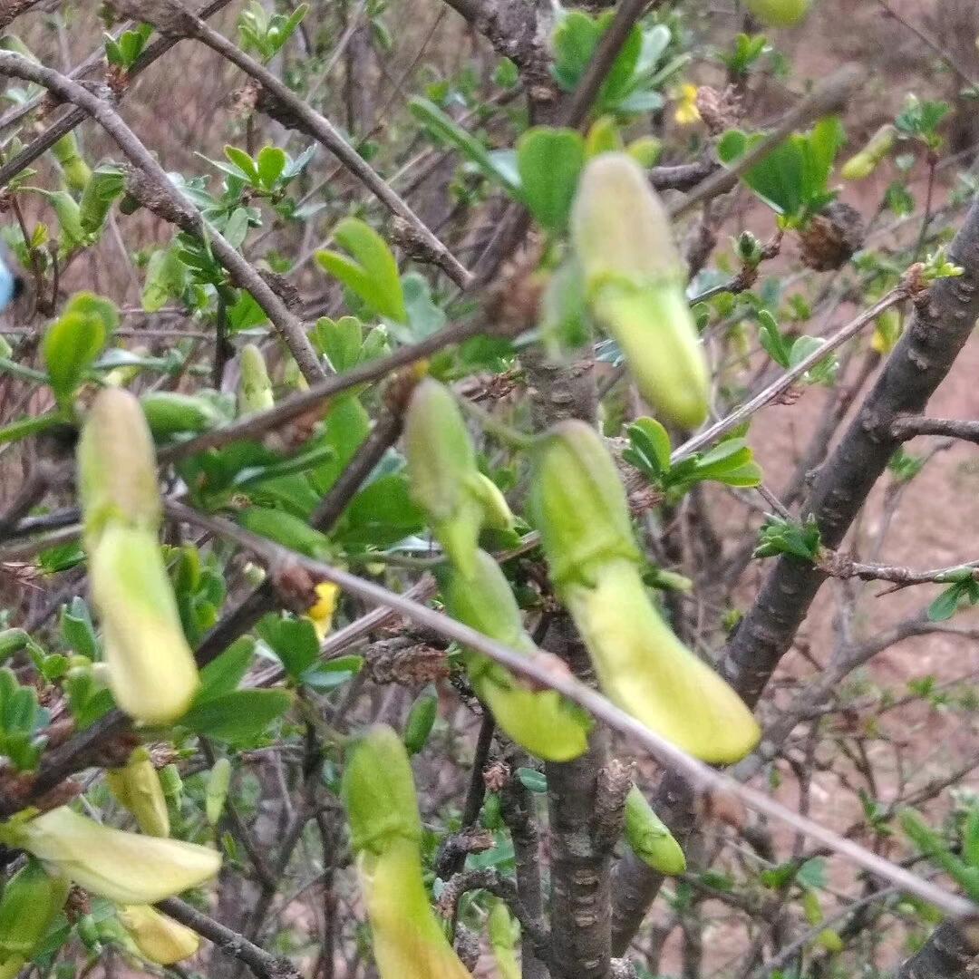 赏花赏月赏秋香