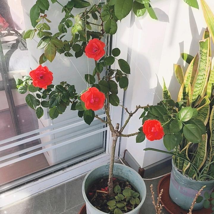 宋志虎