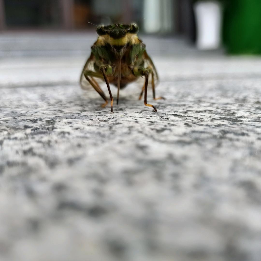 梵高先生不爱画画