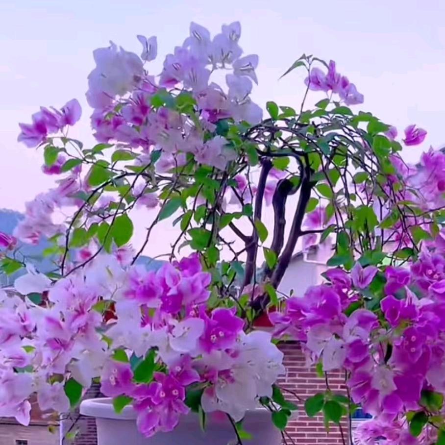 ໑ຼₒ₂5ღ᭄向阳🌸花开꧔ꦿ᭄