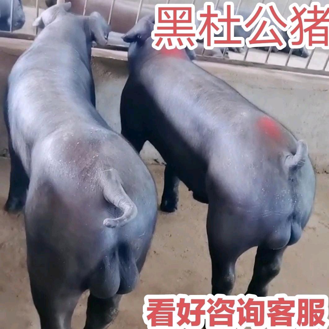 鸿运养猪场