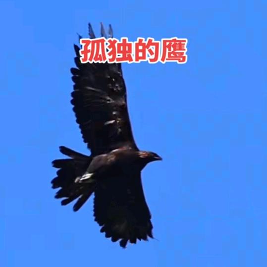 孤独的鹰🦅
