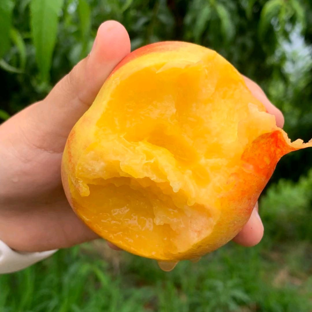 黄桃基地(果园直达)