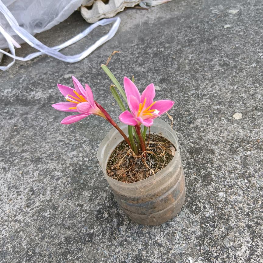 我怕怕