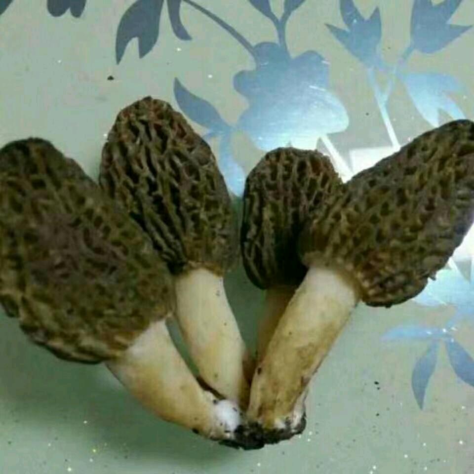 西北浪子