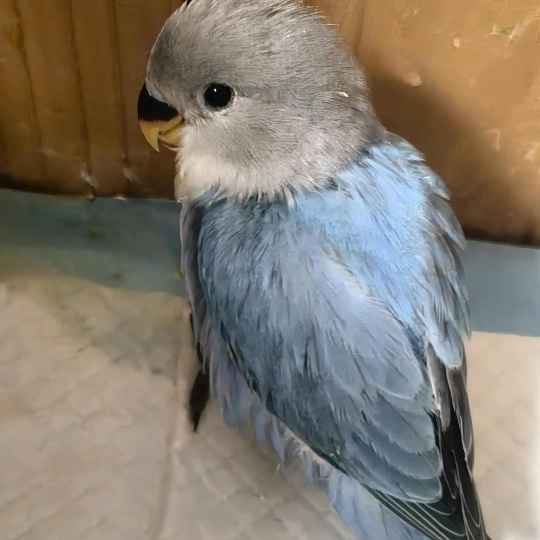小鸟墩墩