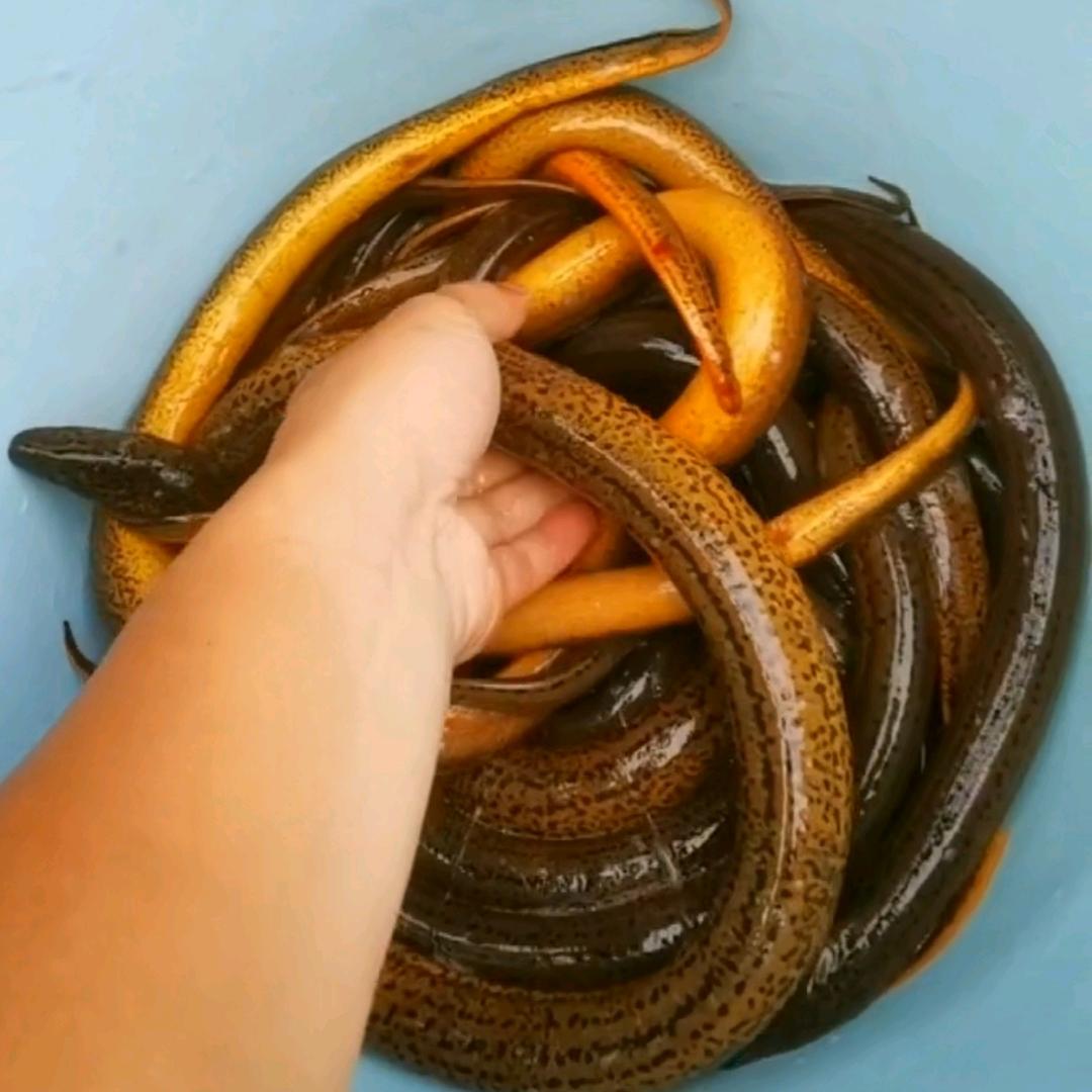 户外康老三