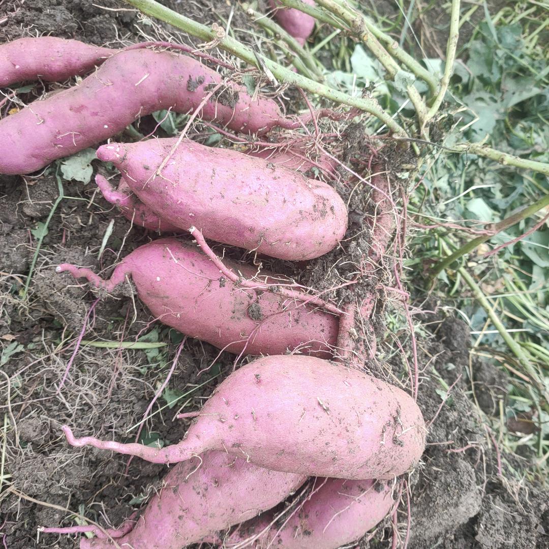 约翰塞纳 红薯种植