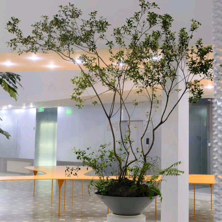 青草