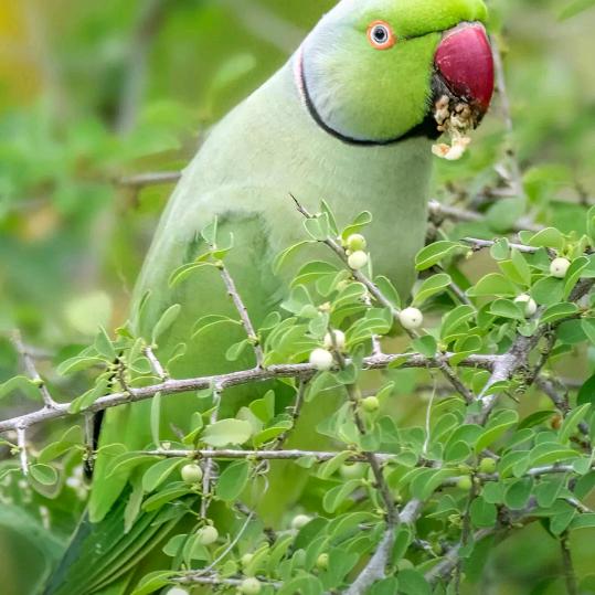 情为何物？只叫人生死相许，