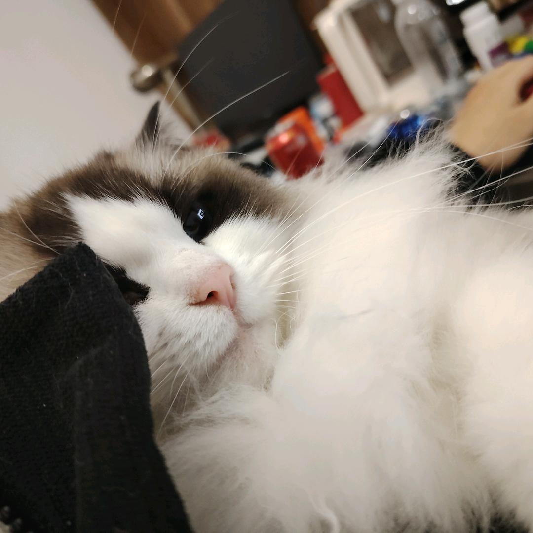 猫车菌