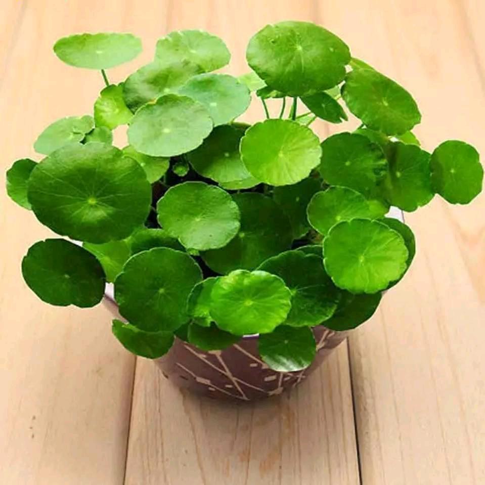 💞᭄᪲ᩚ꯭ᩚ顺其💞᭄᪲ᩚ꯭ᩚ自然